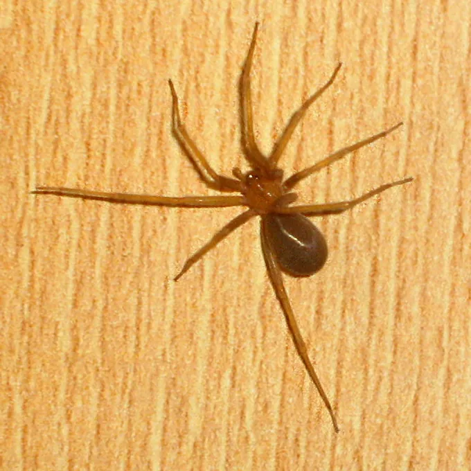 Aranha-marrom (Loxosceles)