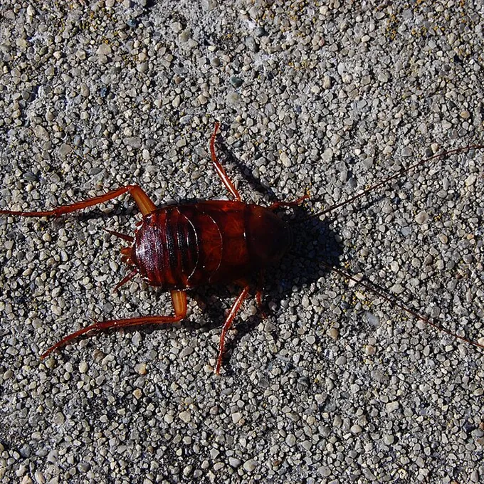 Barata americana (Periplaneta americana)