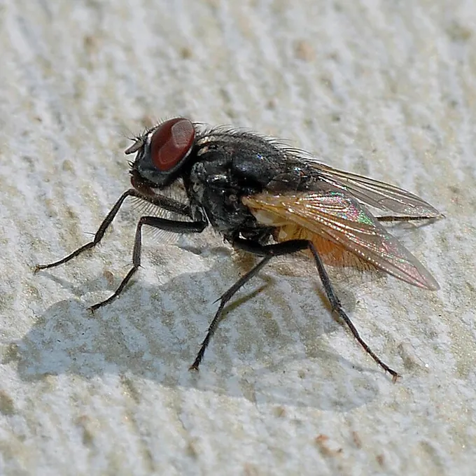 Mosca doméstica (Musca domestica)