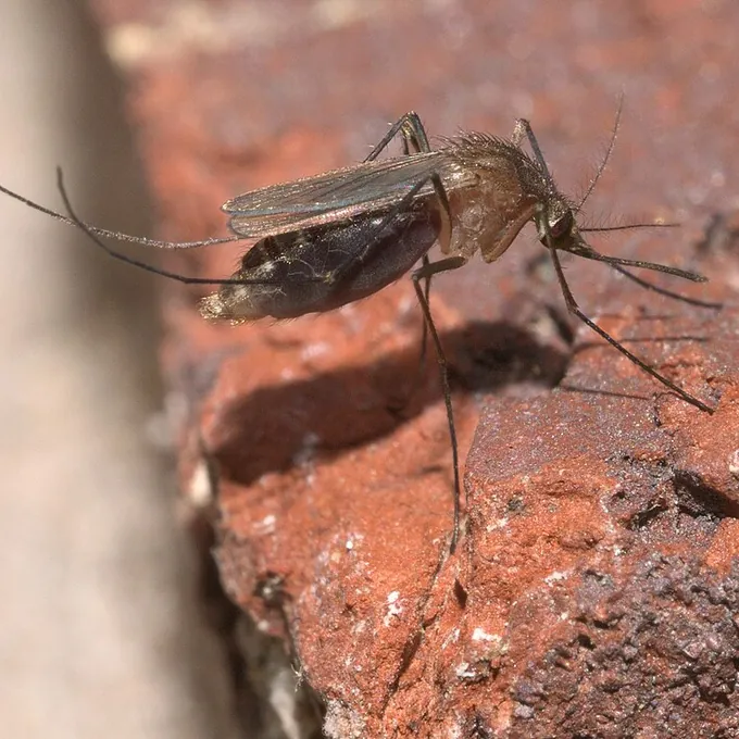 Pernilongo (Culex quinquefasciatus)