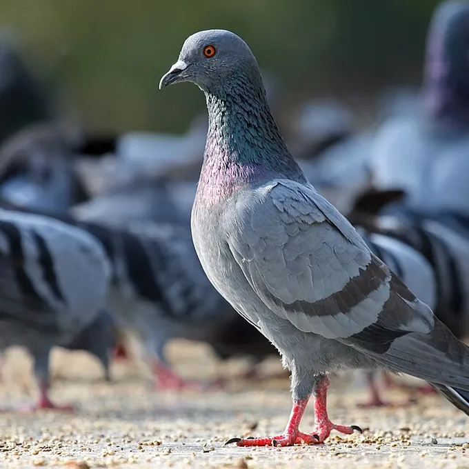 Pombo (Columba livia)