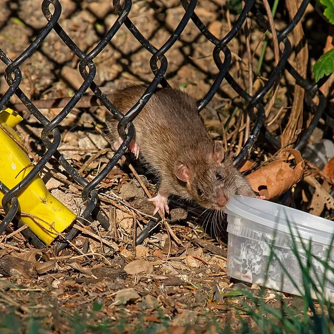 Ratazana (Rattus norvegicus)