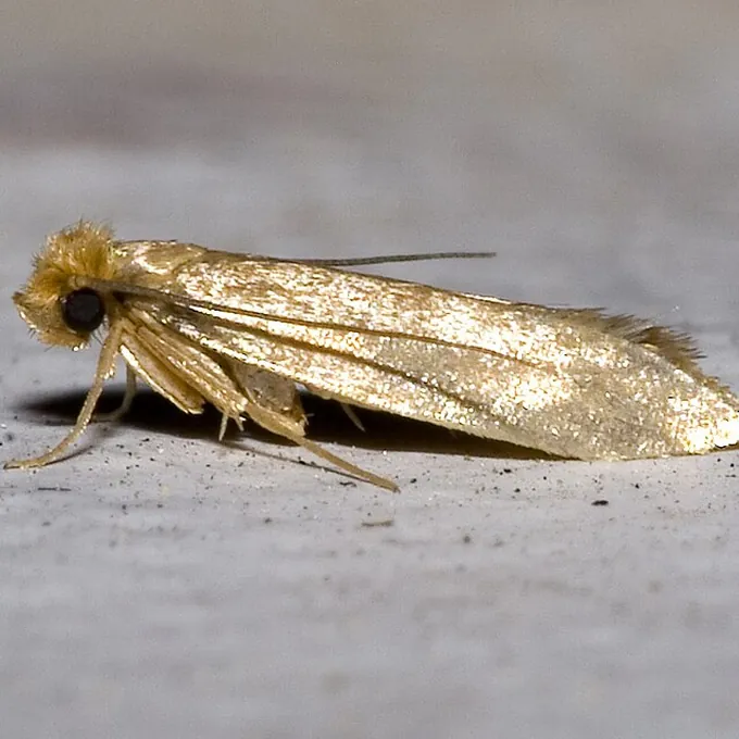 Traça de roupa (Tineola bisselliella)